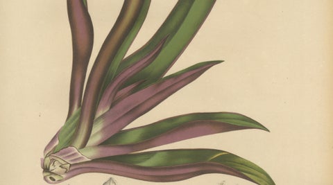 Original Antique Botanical Chromolithograph of Oyster Plant, c.1880, close-up 5