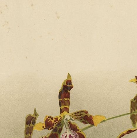 Antique Botanical Print, Exotic Orchid Odontoglossum Wattianum, c.1888, close-up 5