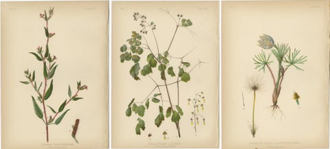 Native US Flora, Three Original Botanical Chromolithograps, 1879, view 2