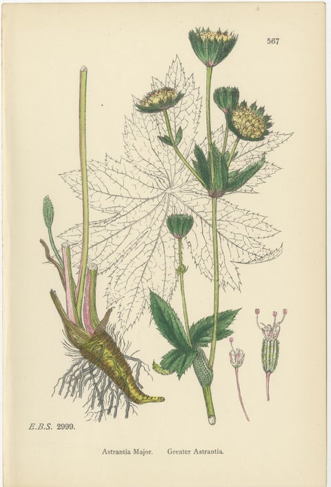 Hand-Colored Botanical Engravings of Marsh Pennywort, Astrantia & Sanicle, 1902, view 3