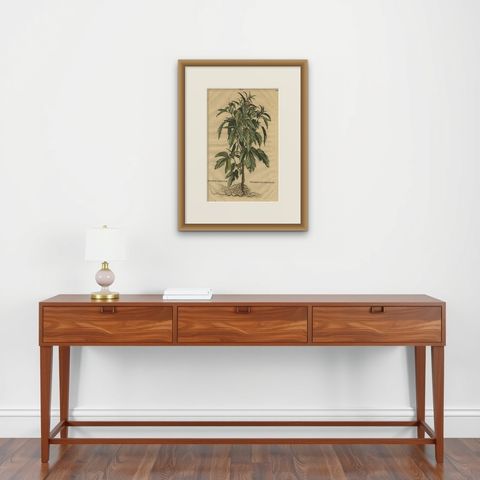 Botanical Illustration of Sesame Plant (Sesamum indicum), Munting’s 1696 Herbal, shown framed on a wall, true to size