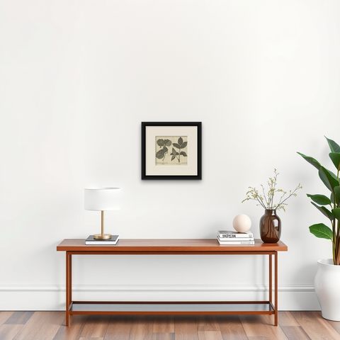 Antique Botany Print of Alnus And Fraxinus by Le Bas, 1752, shown framed on a wall, true to size