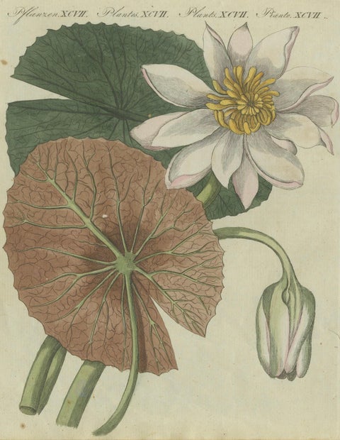 Elegant Water Lily Illustration: Handcolored Engraving from Bertuch, 1805, close-up 3