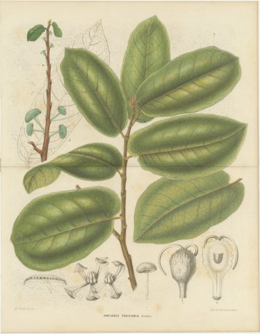 Antiaris Toxicaria, the Upas Tree, Branch with Details, 1859, view 2