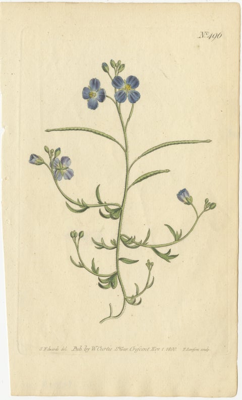 Exquisite 1800 Blue Wildflower Botanical Engraving, A Rare Floral Masterpiece, view 2