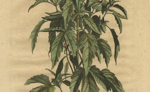 Botanical Illustration of Sesame Plant (Sesamum indicum), Munting’s 1696 Herbal, close-up 1