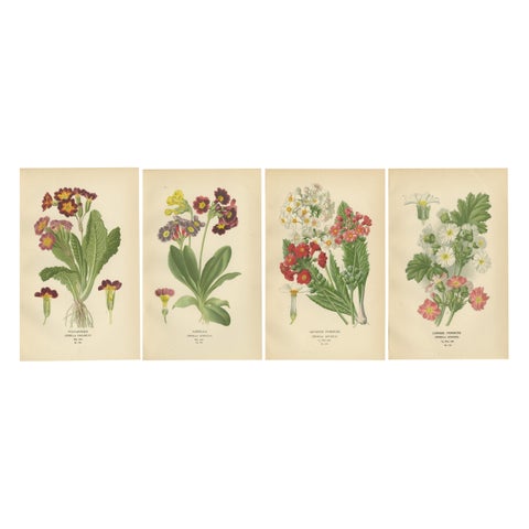 1897 Antique Botanical Prints, Polyanthus, Auricula and Primroses