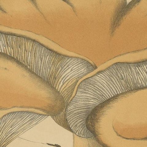 Set of 2 Antique Mycology Prints of Various Fungi by Barla, circa 1890, close-up 1