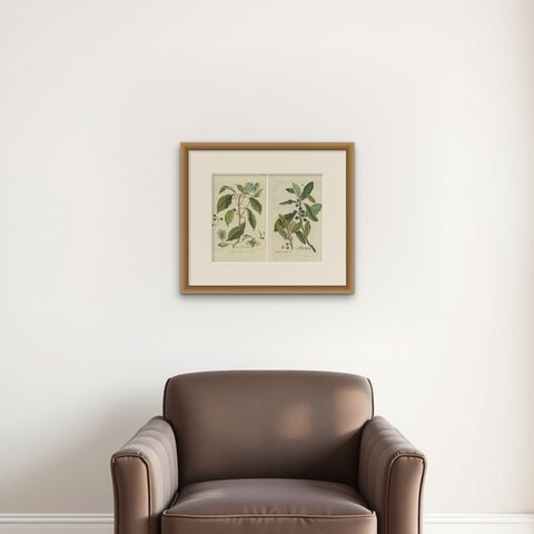 Set of 2 Antique Botany Prints, Laurus Camphora & Laurus Nobilis, shown framed on a wall, true to size