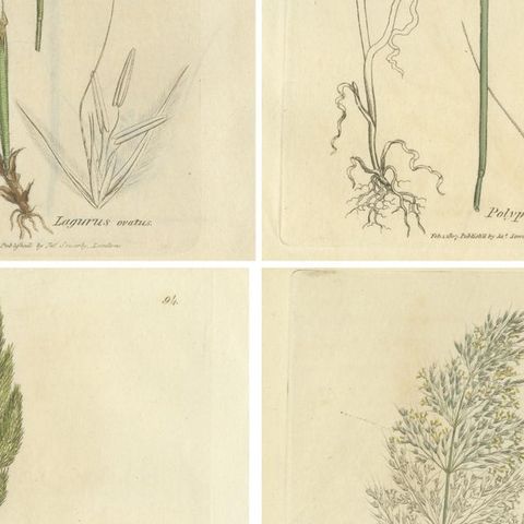 Antique Botanical Engravings of Meadow Foxtail, Polypogon & Agrostis, c.1830, close-up 2