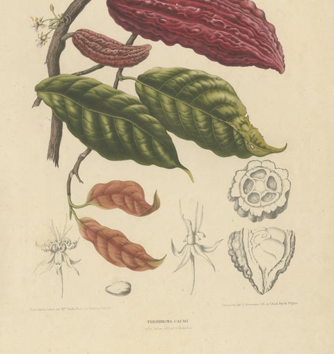 Theobroma Cacao, Cocoa Tree Botanical Lithograph c.1863, view 4