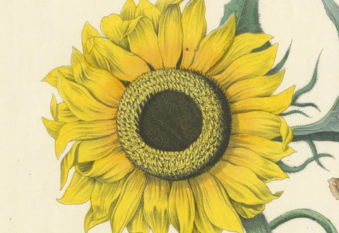 Hand-Colored Botanical Lithograph of Sunflower & Linden Tree, 1854, close-up 1