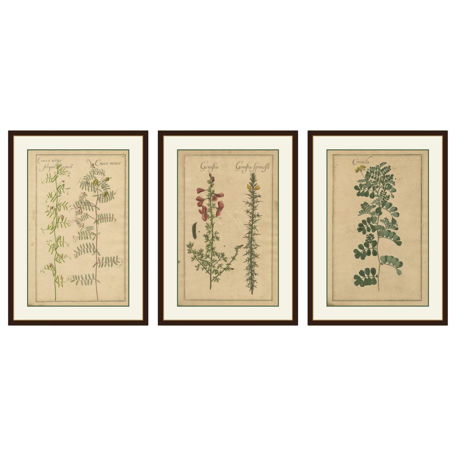 Decorative Antique Botanicals, Cracca, Genista & Coronilla, Leipzig 1690s