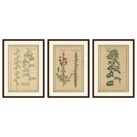 Decorative Antique Botanicals, Cracca, Genista & Coronilla, Leipzig 1690s