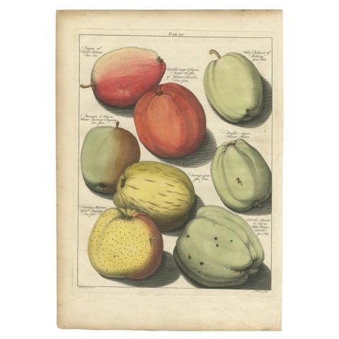 Old Original Hand-Colored Engraving of Various Apples, 1758, view 2