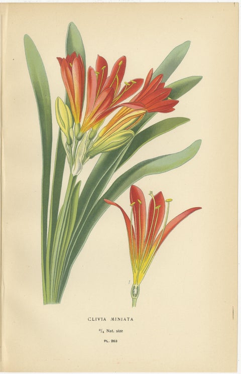 Scarborough Lily, Jacobean Lily & Clivia, Antique Chromolithographs 1897, view 4