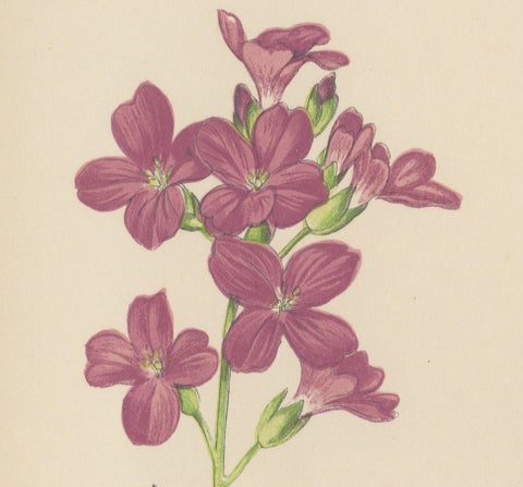 Alpine Botanical Lithograph of Arabis Blepharophylla and Saxifraga Ambigua, 1874, close-up 4