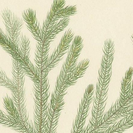 Antique Botany Print of Dacrydium Elatum and a Podocarpus Species, close-up 1
