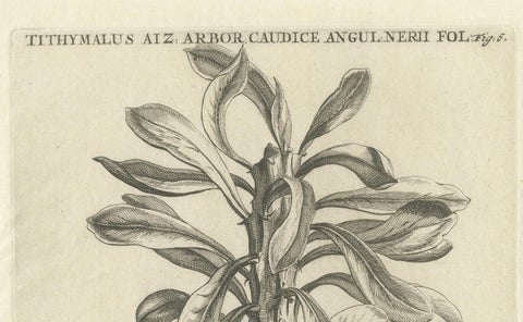 Botanical Engraving of Tithymalus Aiz Arbor from Caspar Commelin’s Work, 1706, close-up 3