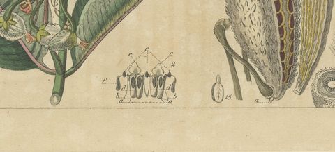 Common Milkweed with Seed Pods and Details, Antique Bertuch Print, circa 1818, close-up 2