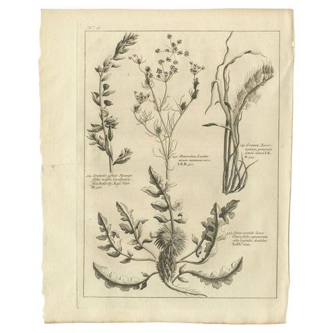 Antique Print of Knapweed and Other Plants, 1773, view 2
