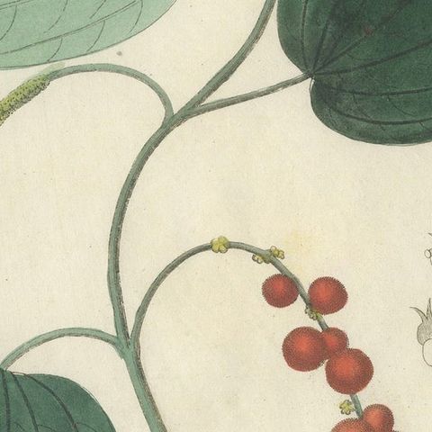 Antique Black Pepper Botanical Print, Piper Nigrum, Hand Colored, c.1831, close-up 5