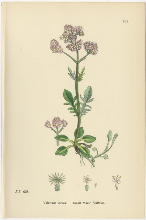 Set of 10 English Botanical Prints 1902, Valerian & Lamb’s-Lettuce, view 8