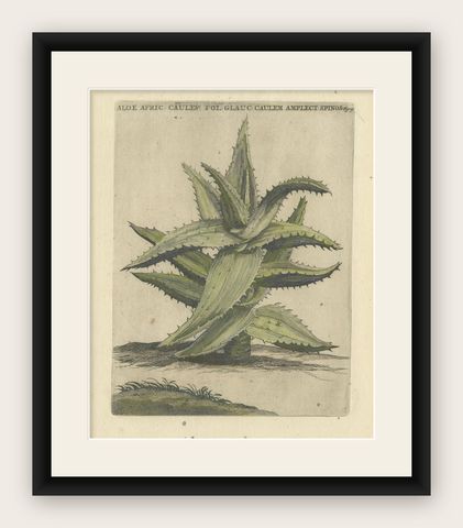 Caulescent African Aloe from Caspar Commelin’s "Praeludia Botanica", 1703, shown framed