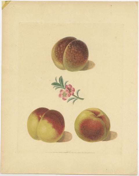 Set of Two Antique Prints of Various Peach Varieties, view 3