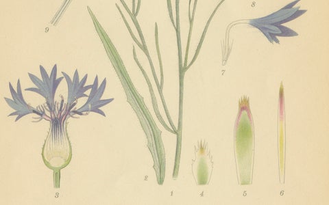 Cornflower Botanical Study, Centaurea Cyanus, Carl Lindman, c.1905, close-up 3