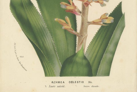 Blue-Flowered Aechmea Botanical Illustration by Louis van Houtte, 19th Century, close-up 2