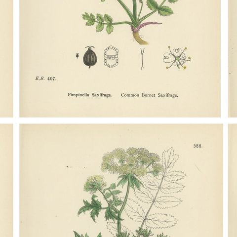 Antique English Botanical Prints, Elegant British Wildflowers, Sowerby c.1902, close-up 2