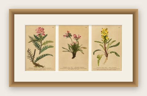 Antique Pedicularis Botanical Chromolithographs, Set of 3, Germany 1897, shown framed