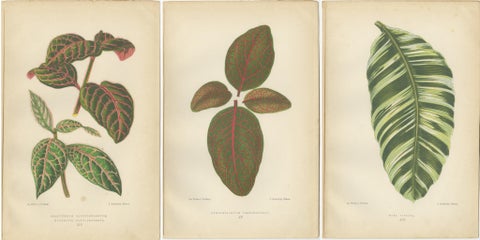 Botanical Elegance: Masterpieces of Victorian Horticulture, Published in 1880, view 5