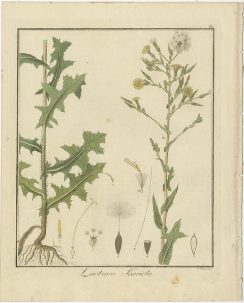 Engravings of European Wild Ginger, Prickly Lettuce, and Common Soapwort, 1819, view 3