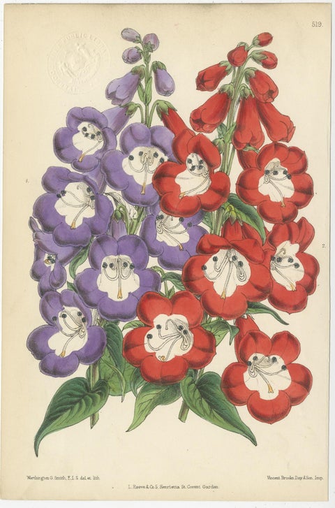 Set of 3 Antique Botany Prints, Mixed Colors, by Brooks 'c.1870', view 3