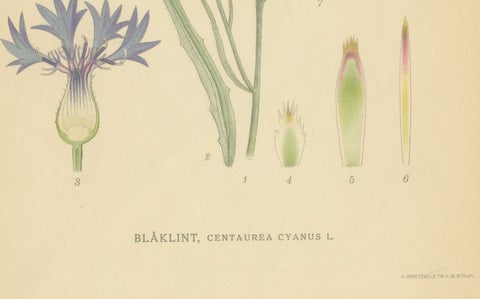 Cornflower Botanical Study, Centaurea Cyanus, Carl Lindman, c.1905, close-up 4