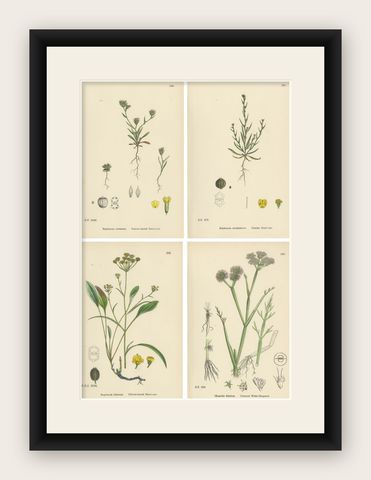 Antique English Botanical Interior Prints, Hare’s-ear & Water Dropwort, 1902, shown framed