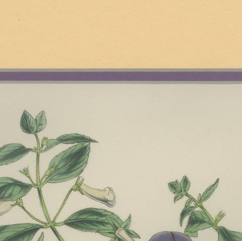 Botanical Beauty: Antique Print of Achimenes Longiflora from 1850, close-up 1