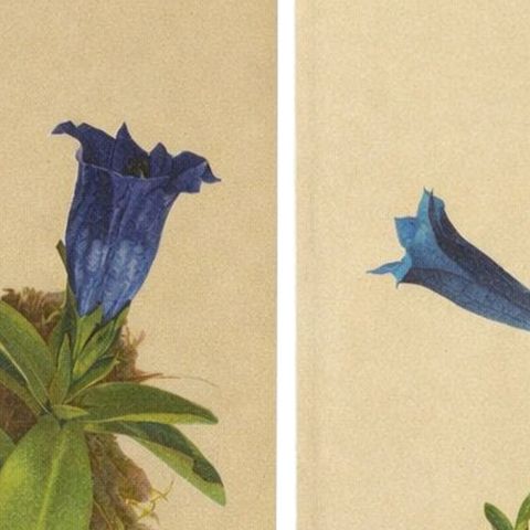 Alpine Gentian Botanical Prints Set, Antique Chromolithographs c.1897, close-up 1