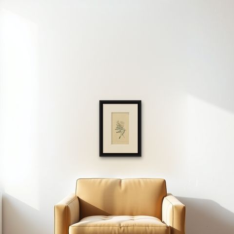 Antique Botany Print of Convolvulus Cneorum by Curtis, 1799, shown framed on a wall, true to size