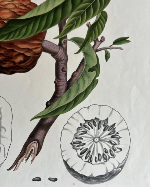 Annona Reticulata, Custard Apple Botanical Lithograph c.1864, view 9