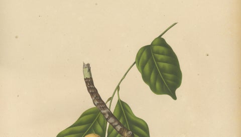 Original Antique Botanical Chromolithograph of the Asian Fruit Langsat, c.1880, close-up 2
