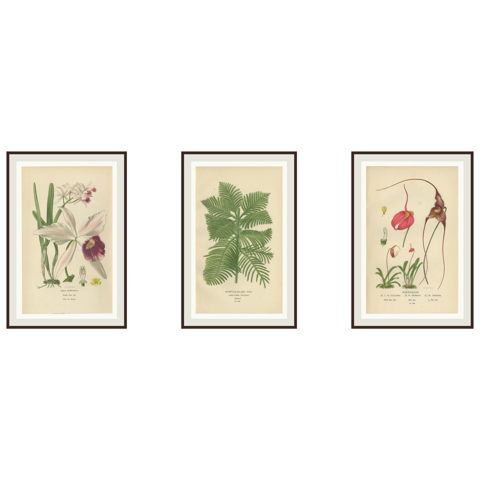 Orchids & Norfolk Pine, Set of 3 Antique Botanical Lithographs 1897