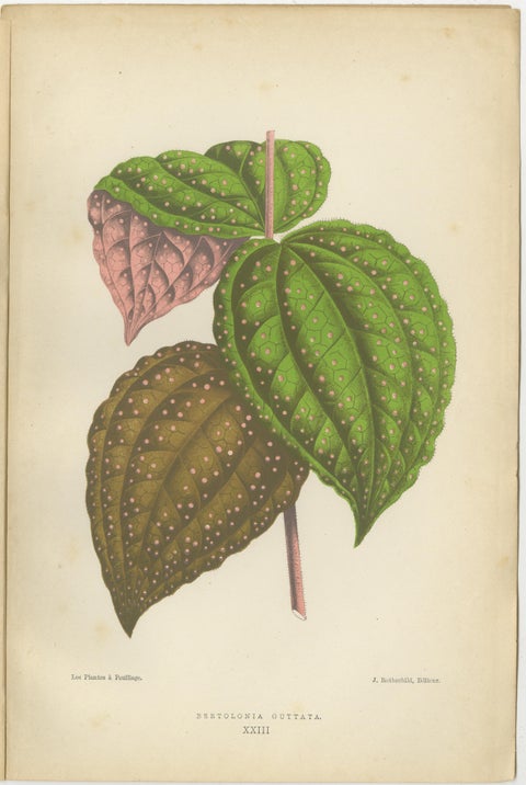 Verdant Variations: A Triptych of 19th Century Botanical Elegance, 1880, view 4
