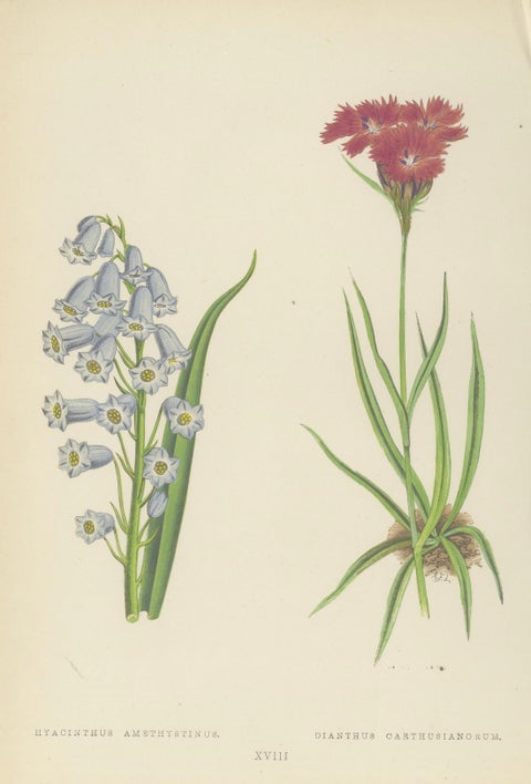Victorian Triptych of Alpine Flowers from Alpine Plants by David Wooster 1874, close-up 3