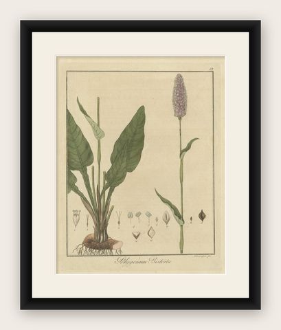 Detailed Engraved Botanical Study of Persicaria Bistorta or Common Bistort, 1822, shown framed