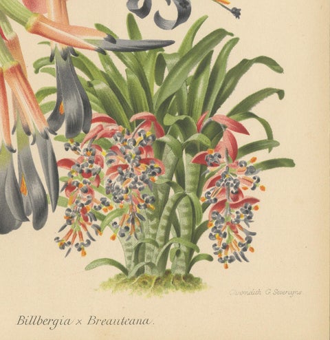 Stunning Bromeliads: Queen's Tears and Flaming Torch in Artful Display, c.1855, close-up 2