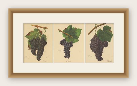 Set of three Antique Prints of Red Grape Varieties, shown framed