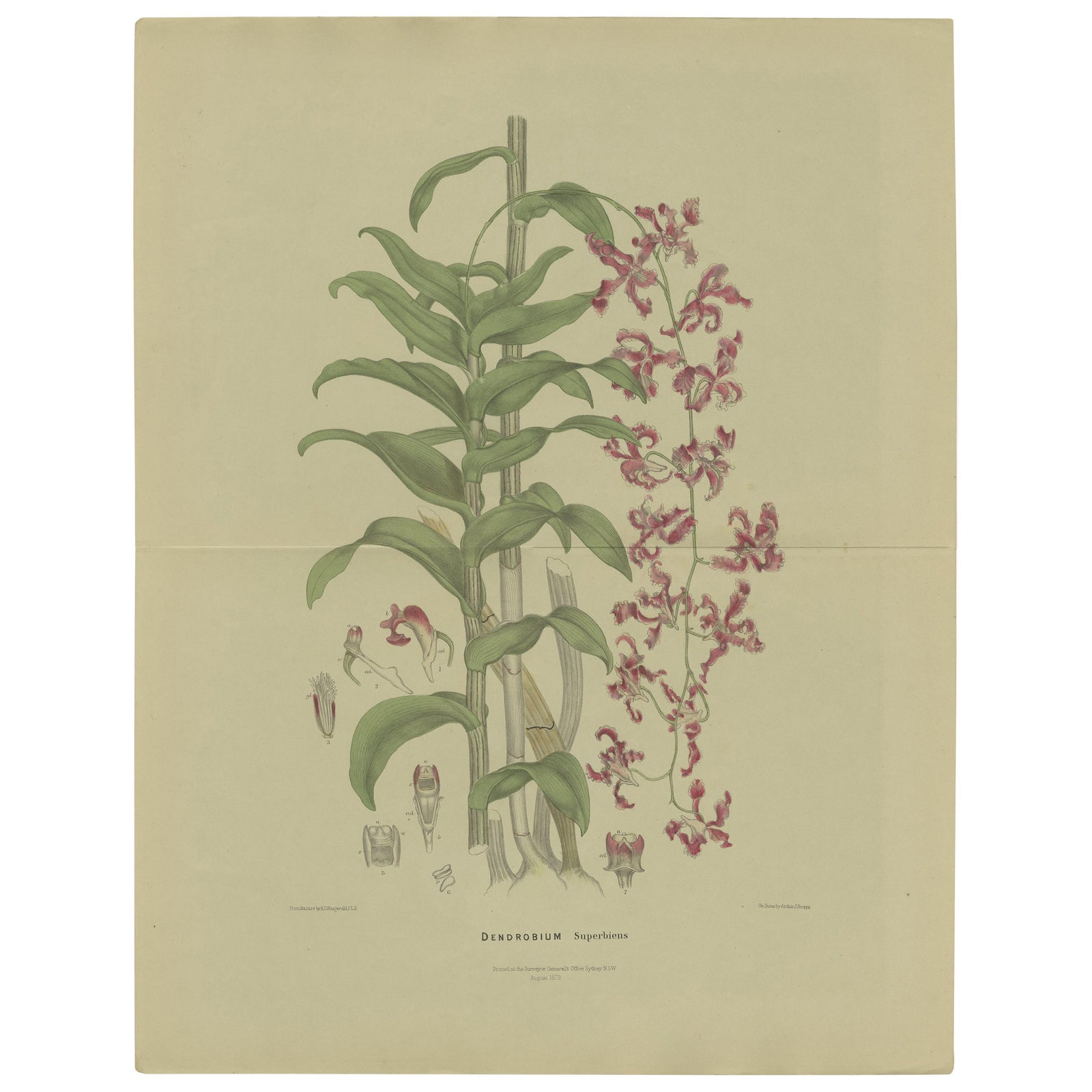 Antique Botany Print of the Dendrobium Superbiens Orchid, published in ca.1890